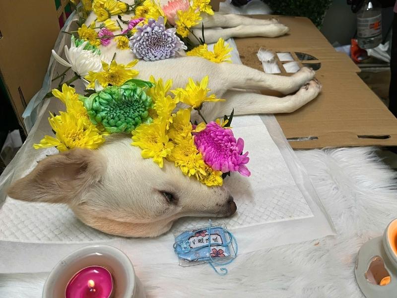 Có nên thắp nhang cho chó mèo