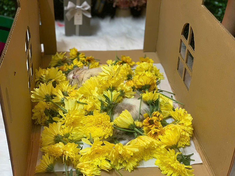 Hỏa táng thú cưng Bình Dương - Tiễn biệt yêu thương 2 Hỏa táng thú cưng Bình Dương