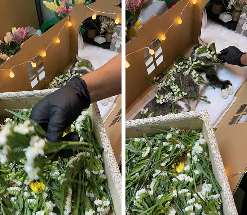 Quy trình hỏa táng thú cưng