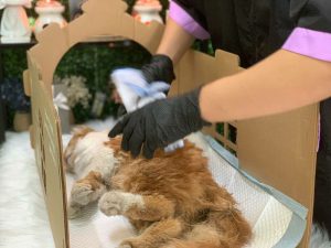 Hoa tang thu cung Tan Binh