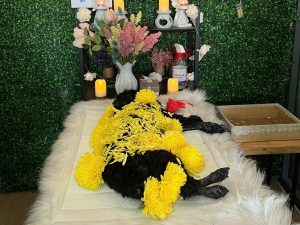 Chó bị chết cho viêm đường ruột