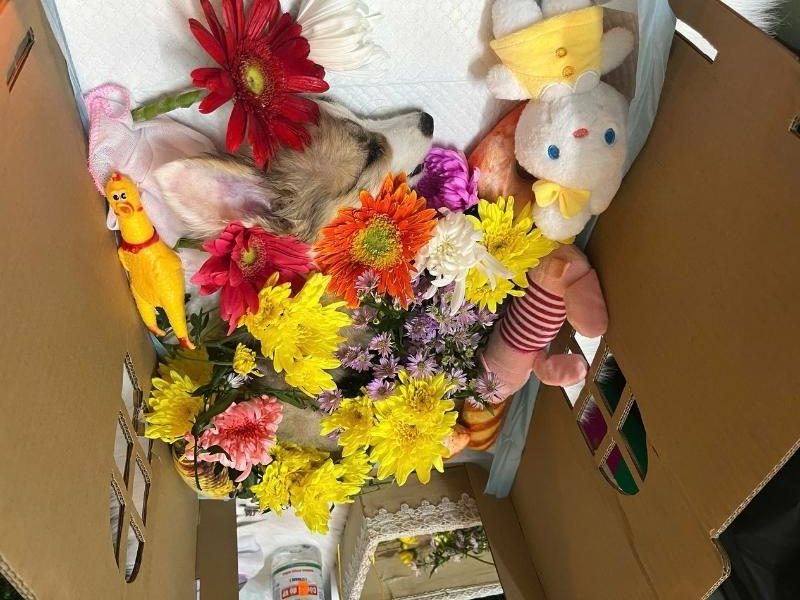 Dịch Vụ Tang Lễ Cho Thú Cưng TPHCM – Trum’s Pet Cremation 1 Tang lễ thú cưng TPHCM